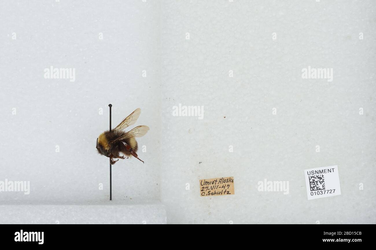 Bombus Bombus patagiatus. Transcrit par des volontaires numériques [objet]17 avril 20171 Bombus Bombus patagiatus Banque D'Images
