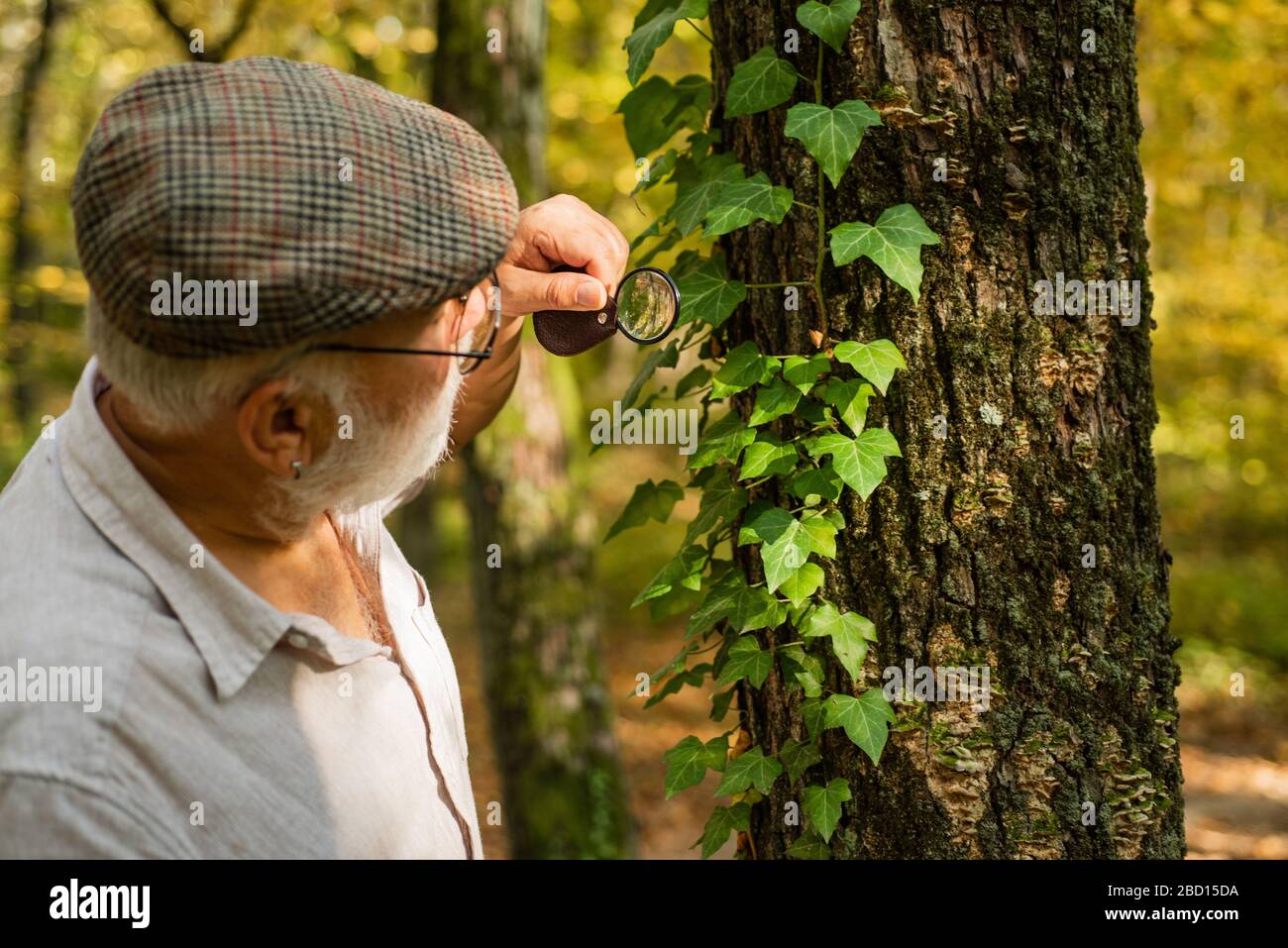 Curiosité à la botanique. Détective picky dans la forêt. Explorez la nature. Retraité avec loupe pour explorer la forêt d'automne jour. Ancien homme scientifique. Le botaniste examine les plantes. Grand-père barbu en forêt. Banque D'Images