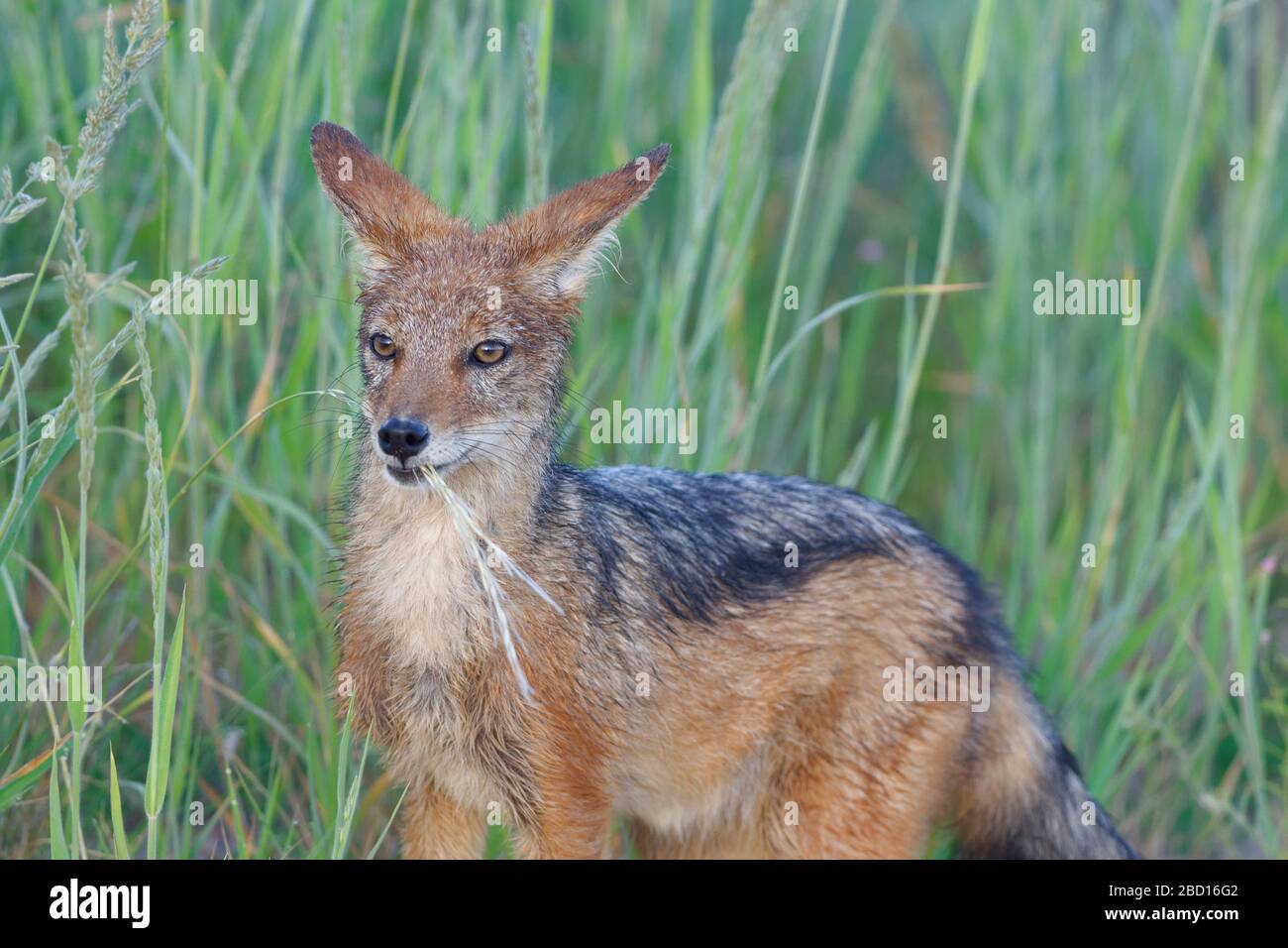 Chacal à dos noir (Canis mesomelas), jeune, nibbling une lame d'herbe, Alert, Kgalagadi TransFrontier Park, Northern Cape, Afrique du Sud, Afrique Banque D'Images