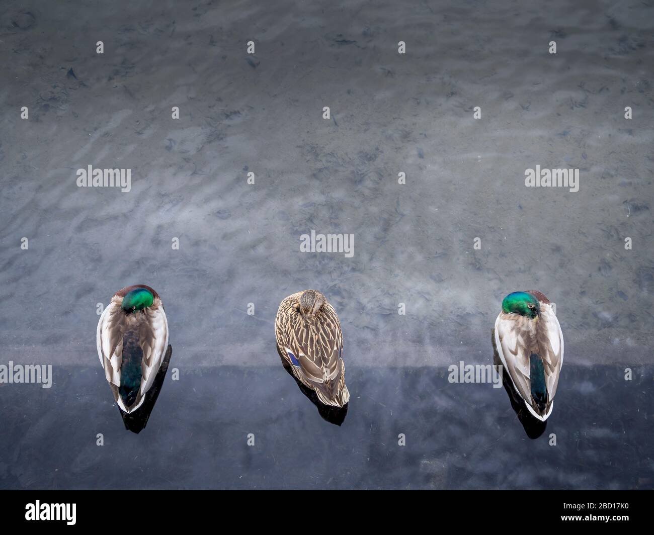 Trois canards colverts, deux mâles et une femelle. L'un des mâles regarde les autres dormir. La jalousie peut-être. En gardant les yeux. Banque D'Images