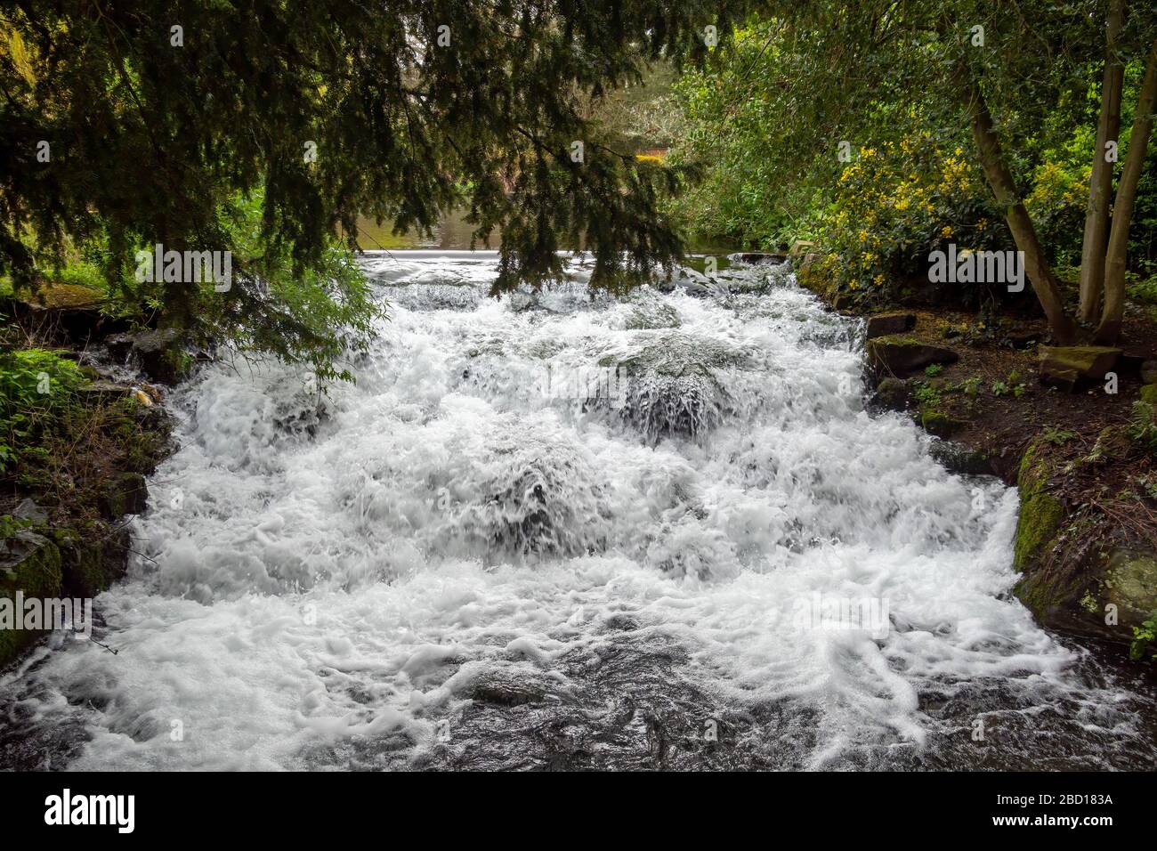 Gros plan de petite cascade, tumbling sur les rochers dans la nature avec verdure, plantes. Arrière-plan idéal. Carshalton Ponds, Surrey, Angleterre Banque D'Images