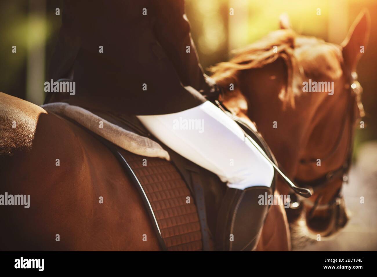 Une image floue avec la mise au point sélective d'un cavalier dans une veste noire à cheval de châtaignier, à cheval avec son dos à nous et illuminée par une lumière vive Banque D'Images