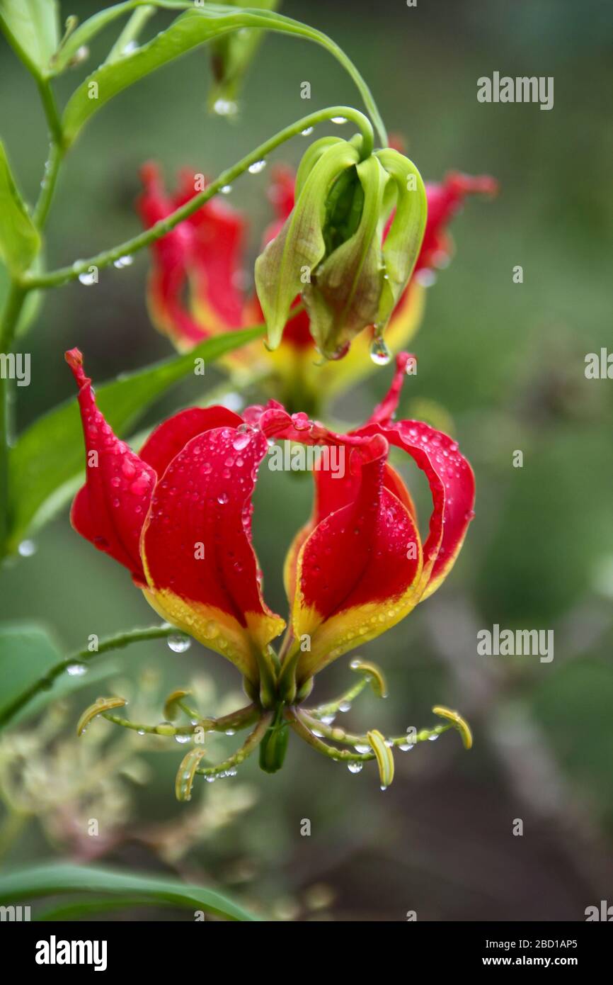 Rouge Gloriosa Lily (Gloriosa superba), photographiée en Tanzanie en avril Banque D'Images