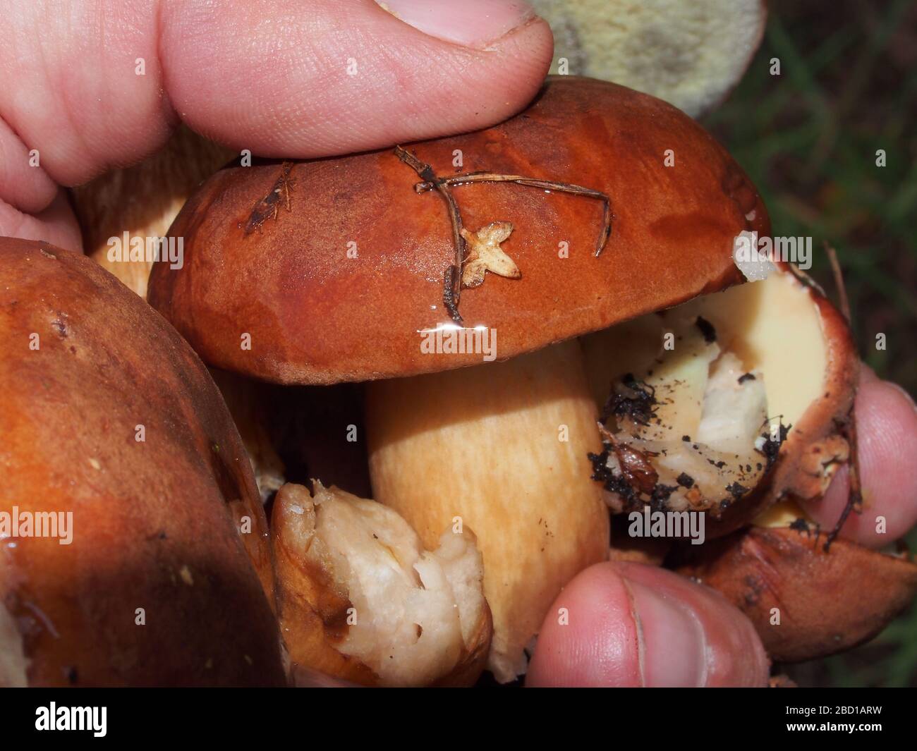 Champignons comestibles à la main d'une personne. Champignons de la forêt-Boletus. Porcini. Gros plan. Banque D'Images