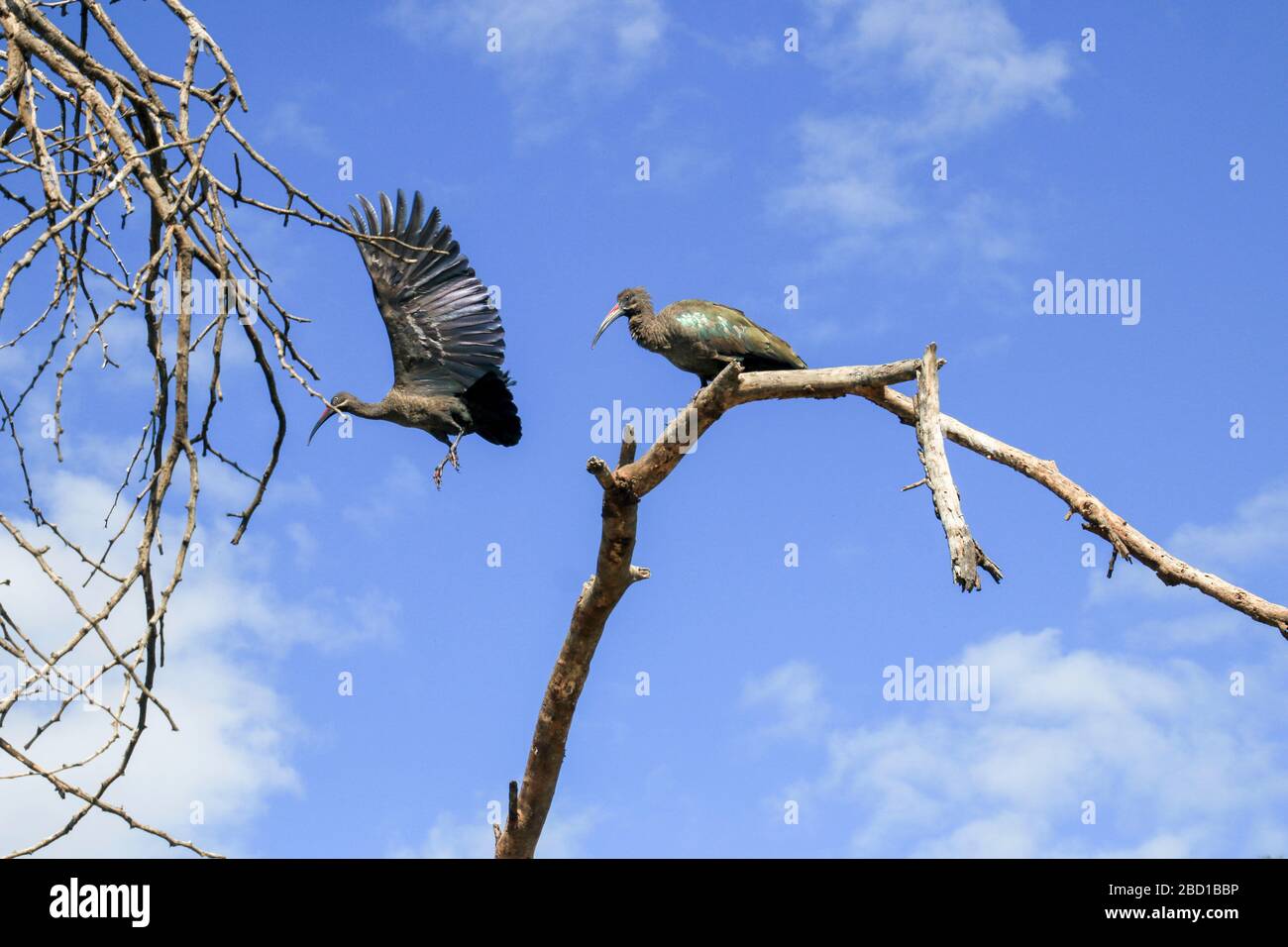 l'ibis de wattled (Bostrychia carunculata) est une espèce d'oiseau de la famille des Threskiornithidae. Il est endémique aux hautes terres éthiopiennes et n'est trouvé que Banque D'Images