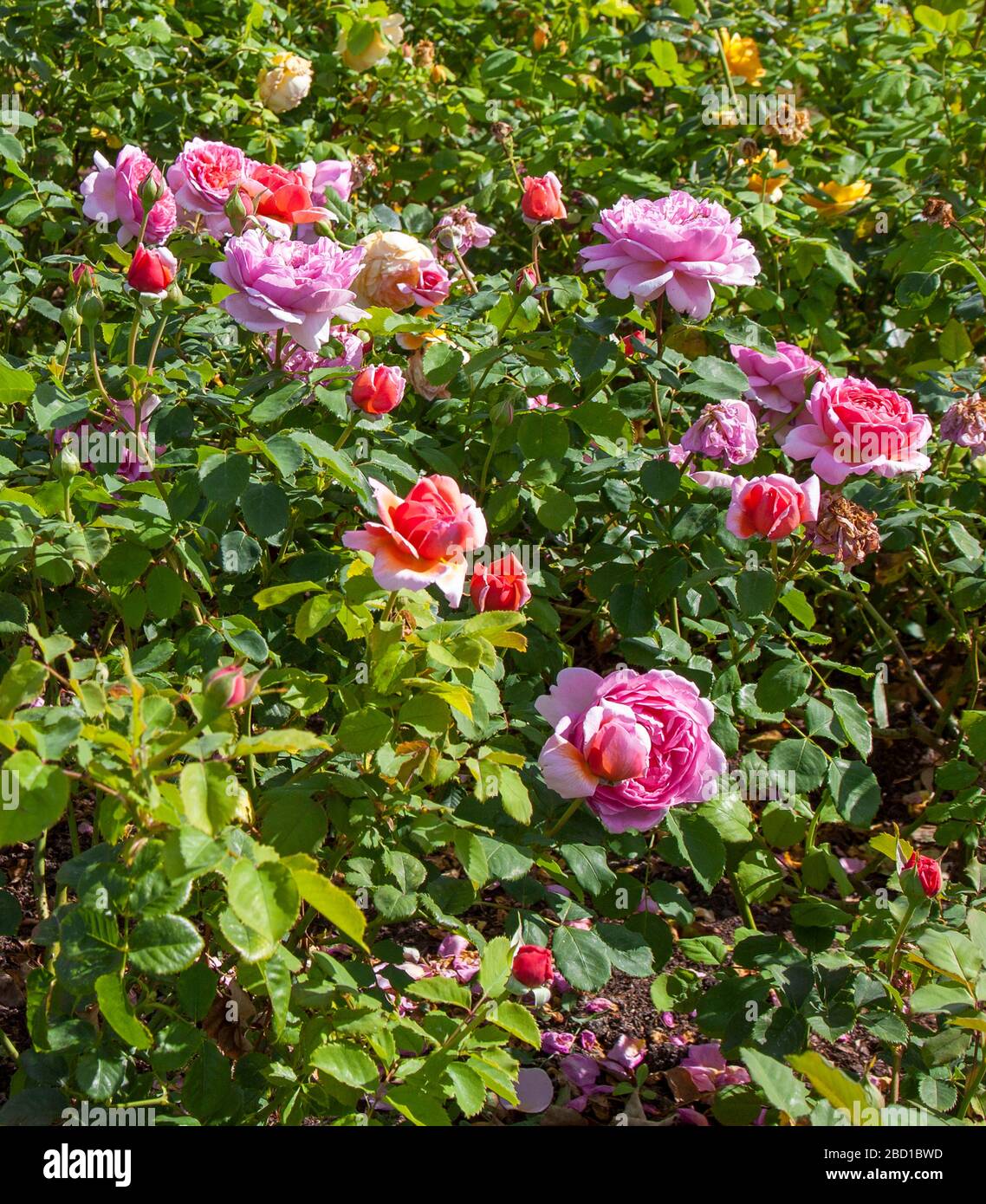 'Princess Alexandra de Kent' floribunda rose, jardins de Hampton court Palace, Richmond upon Thames, Surrey, Angleterre. Banque D'Images