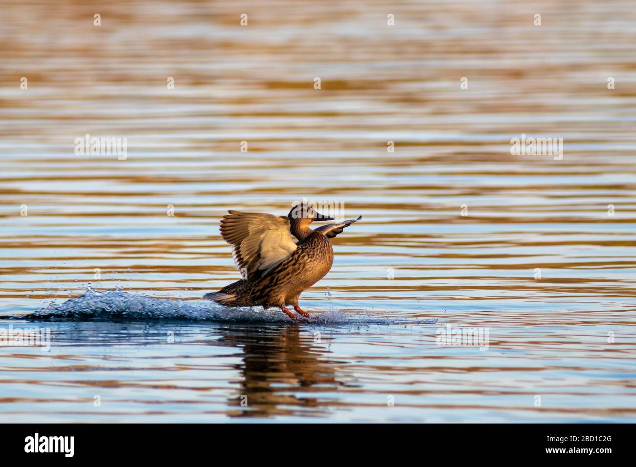 Atterrissage de canard malard femelle sur l'eau Banque D'Images