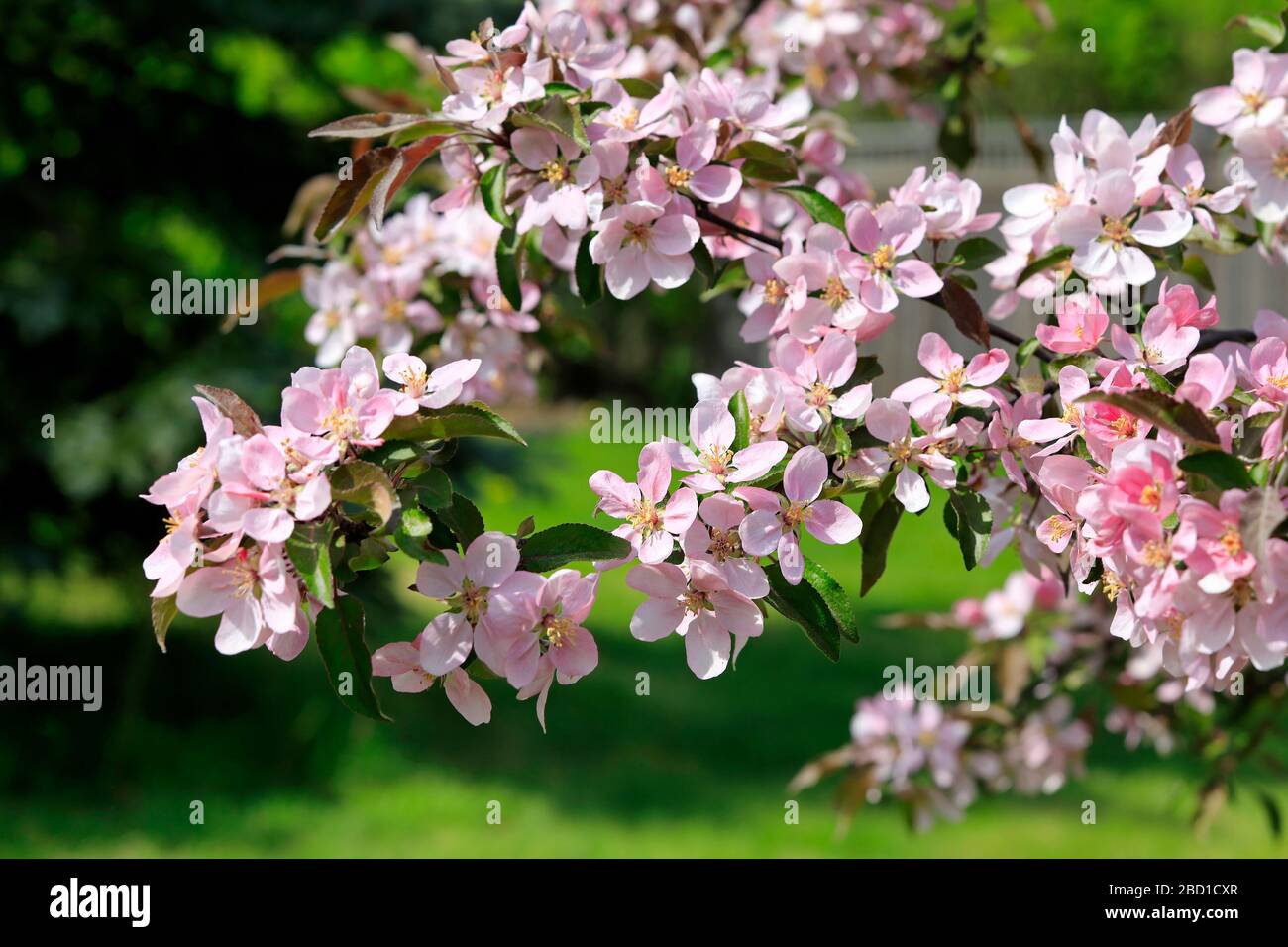 Belles fleurs roses ornementales d'arbres d'Apple dans le jardin de printemps vert. Banque D'Images