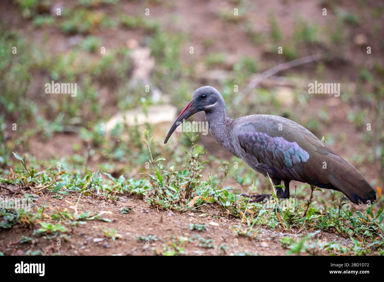 Ibis hagedash Banque D'Images