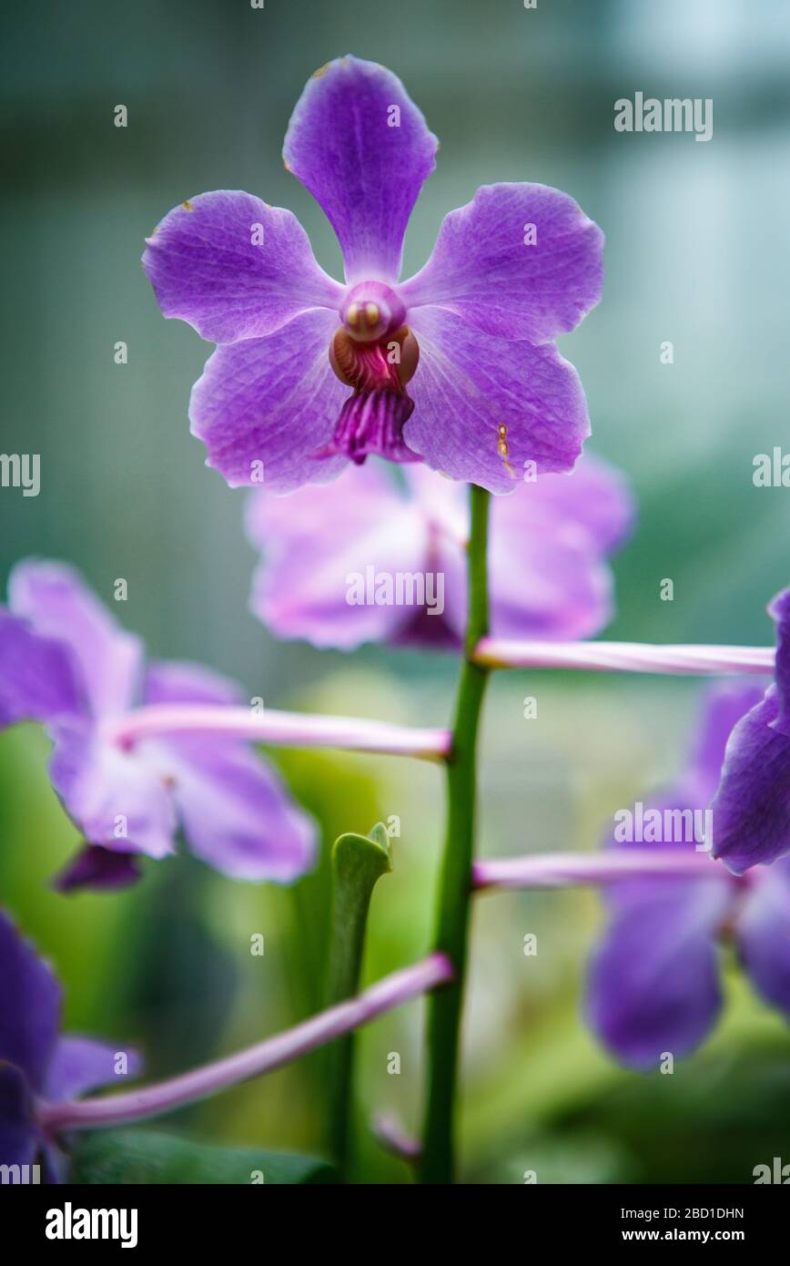 Les fleurs exotiques violettes d'orchidées poussent dans le jardin  botanique.rare Vanda coerulea fleur fleurit dans le parc vert Photo Stock -  Alamy