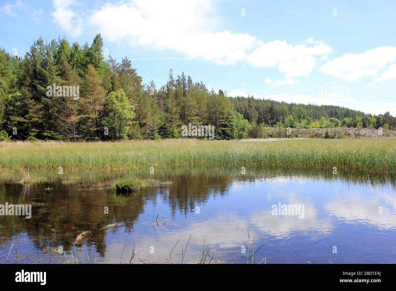 Llyn Sarnau, près de Betws y-Coed, parc forestier Gwydyr, Snowdonia NP, Pays de Galles, Royaume-Uni Banque D'Images