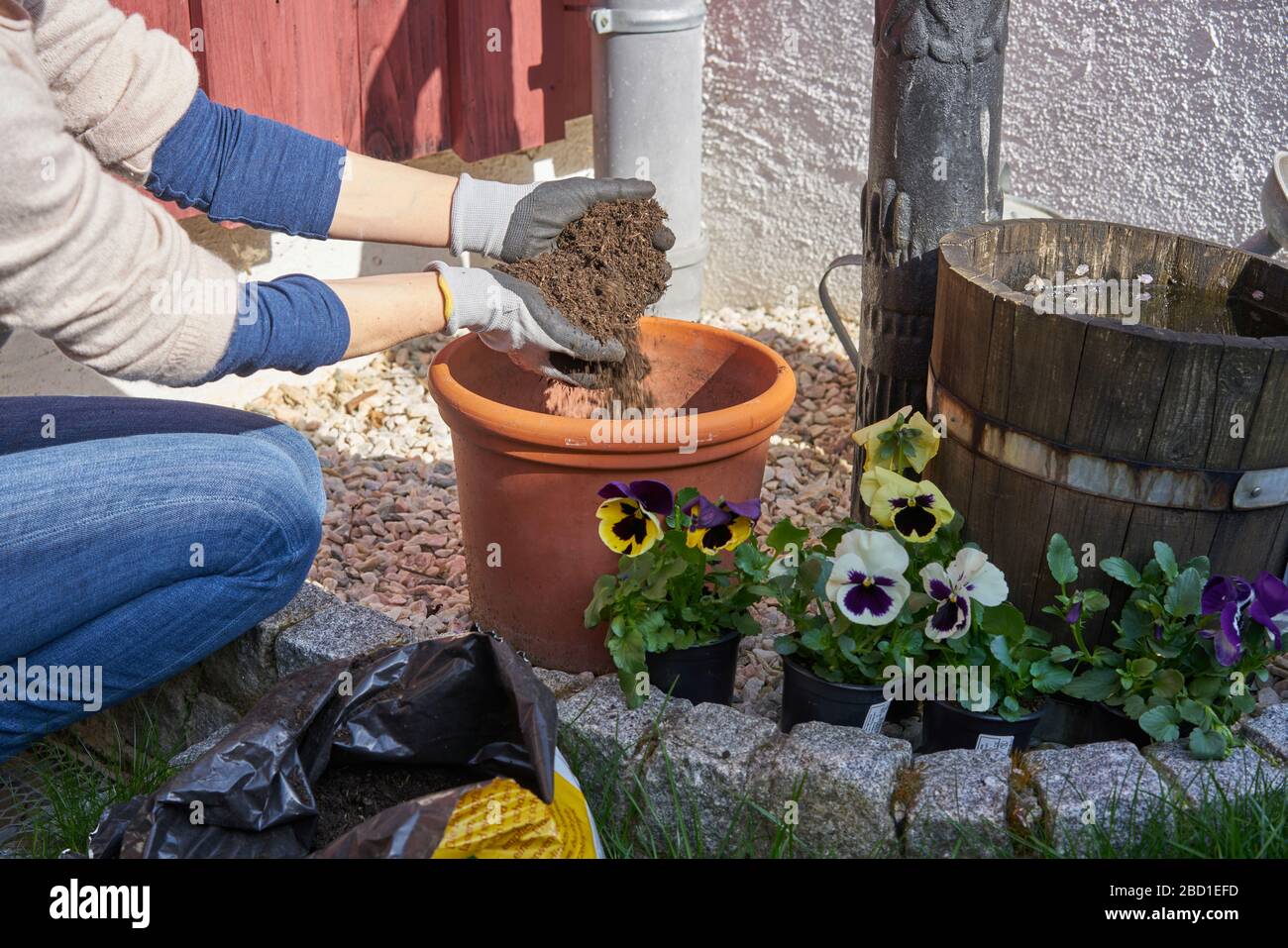 Femme plantant des violons de fleurs dans son arrière-cour ensoleillée dans un pot de plantes avec terre de pot de fleurs à genoux à côté de cailloux Banque D'Images