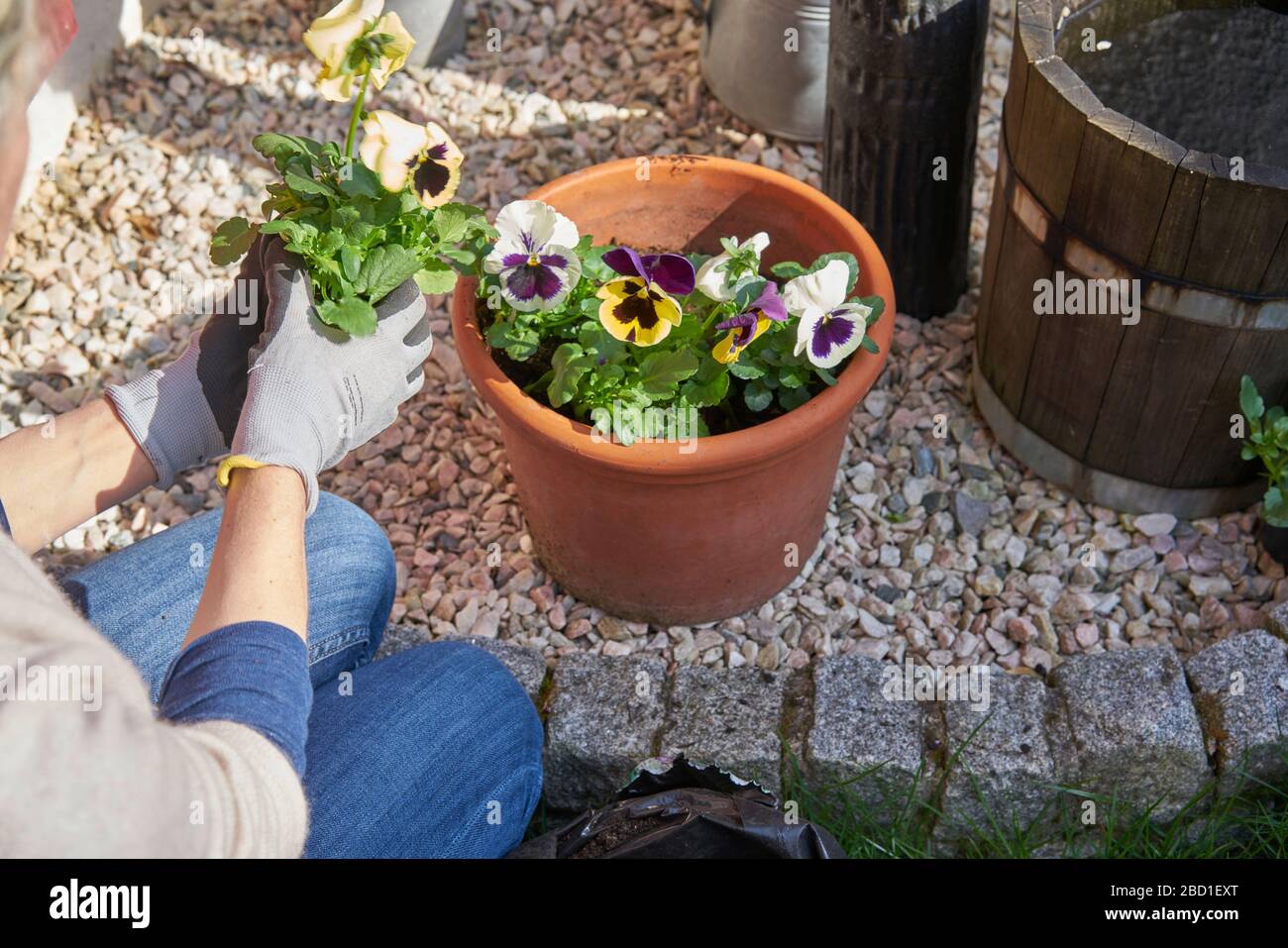 Femme plantant des violons de fleurs dans son arrière-cour ensoleillée dans un pot de plantes avec terre de pot de fleurs à genoux à côté de cailloux et portant des gants de jardinage Banque D'Images