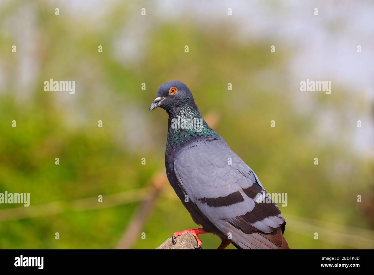 pigeon perché sur la roche Banque D'Images