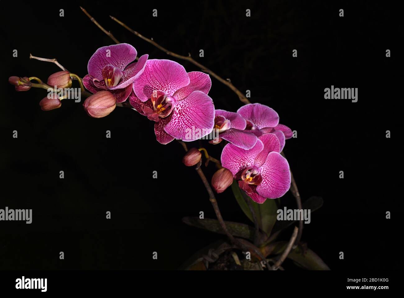 Orchidée Phalaenopsis (orchidée de papillon) avec fond sombre. Banque D'Images