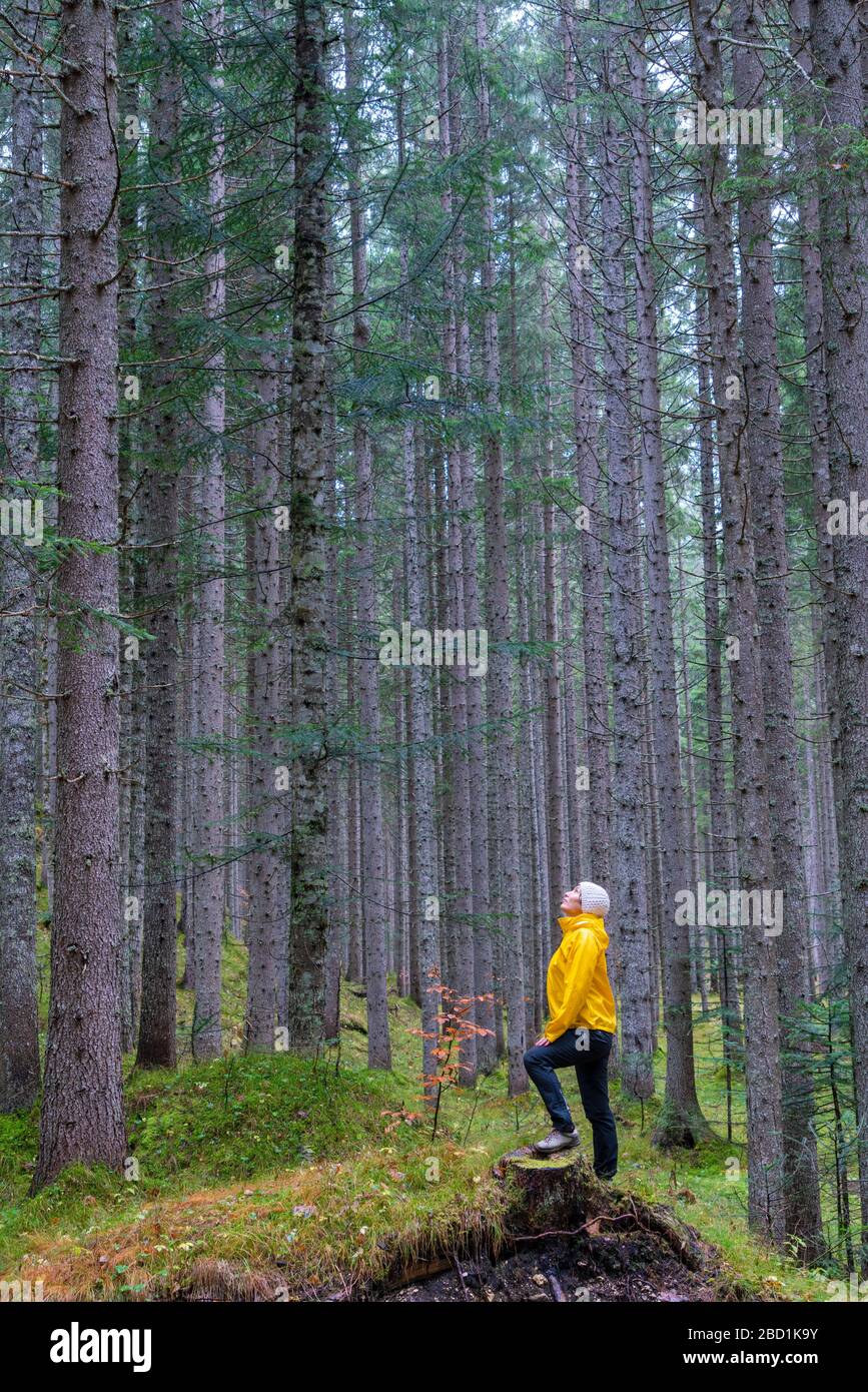 Femme debout dans la forêt, regardant de grands arbres, réserve naturelle de Somadida, Dolomites, Auronzo di Cadore, Vénétie, Italie, Europe Banque D'Images