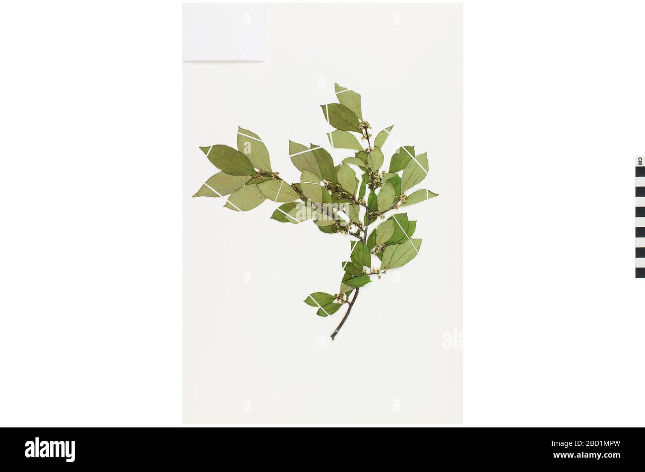 Holly. EO 401176 Holly Ilex 001.jpg Banque D'Images