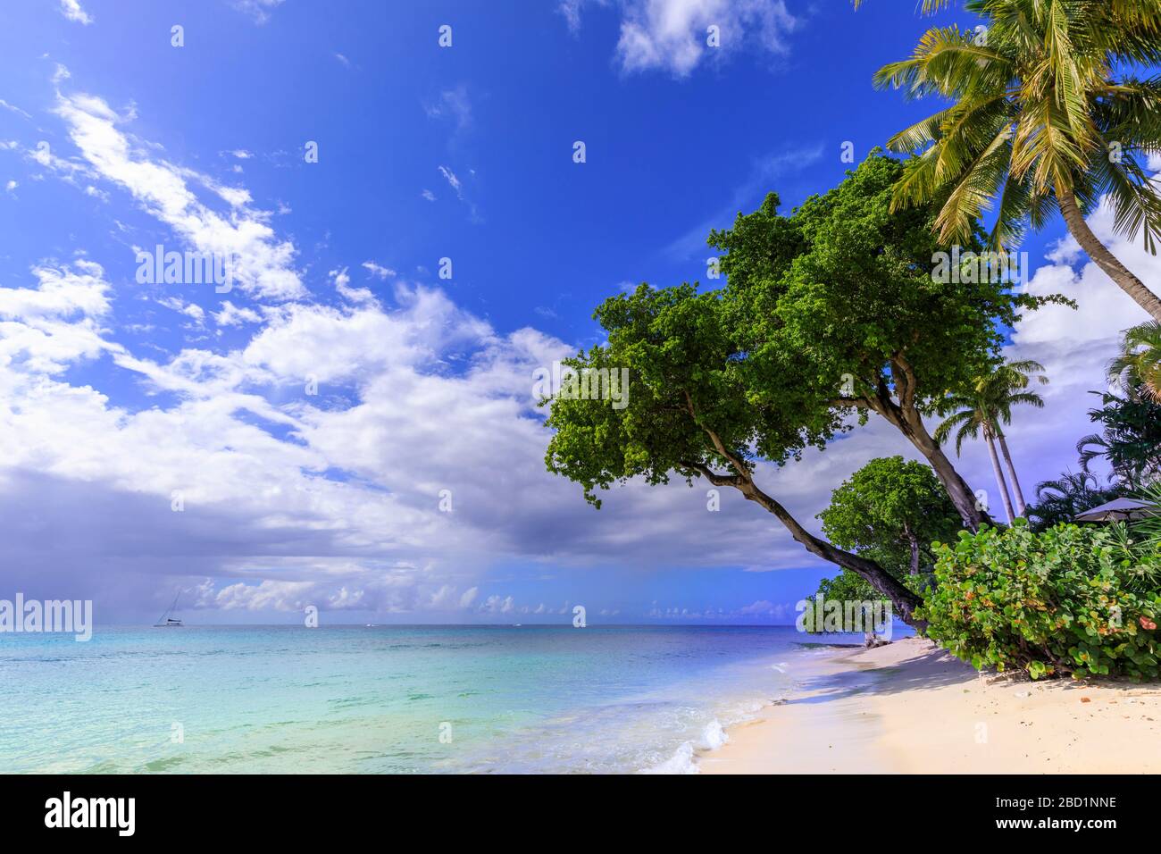 Baie de Paynes, arbres suspendus, plage de sable fin rose pâle, mer turquoise, belle côte ouest, Barbade, îles Windward, Caraïbes Banque D'Images