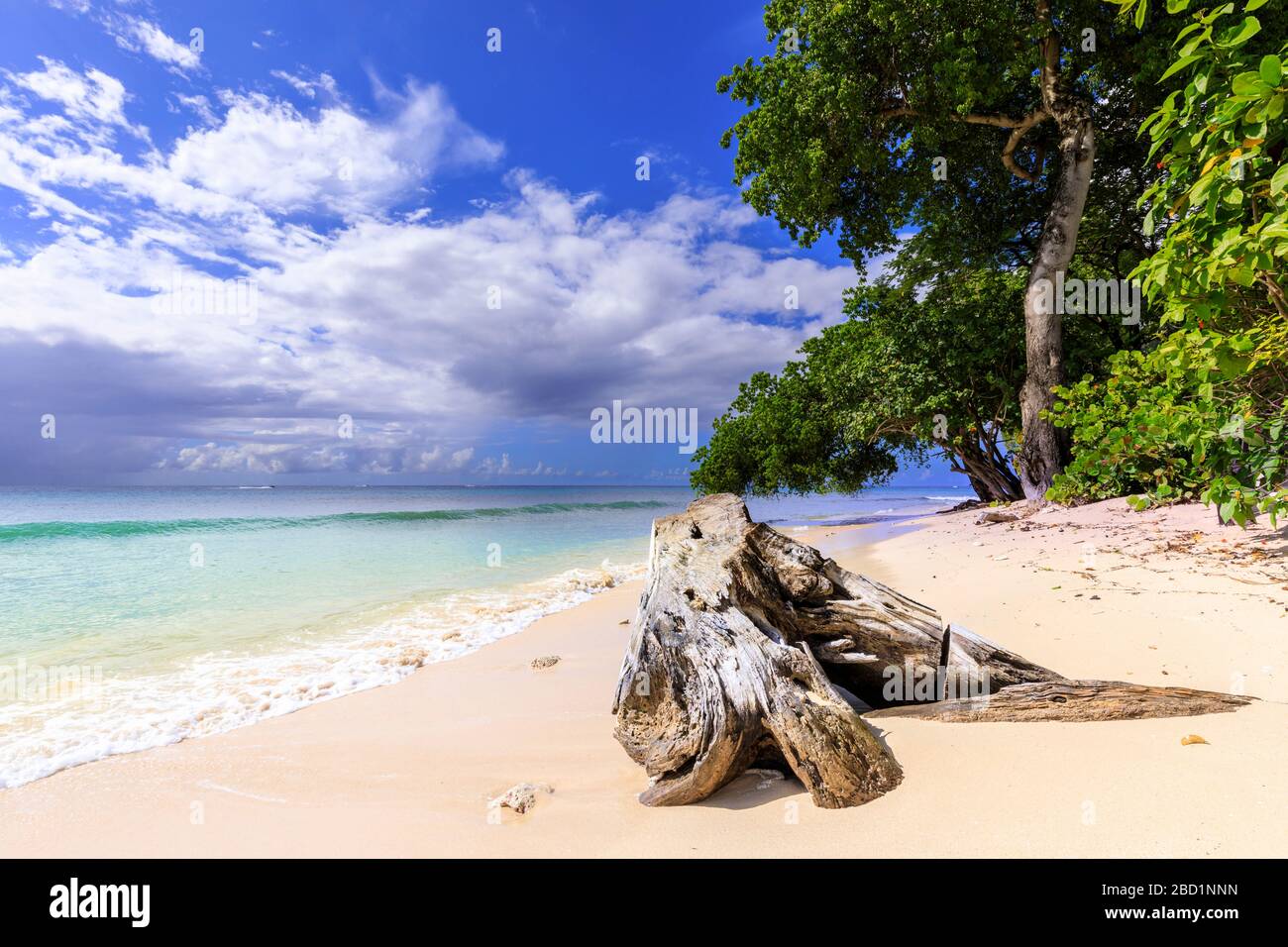 Baie de Paynes, arbres suspendus, plage de sable fin rose pâle, mer turquoise, belle côte ouest, Barbade, îles Windward, Caraïbes Banque D'Images