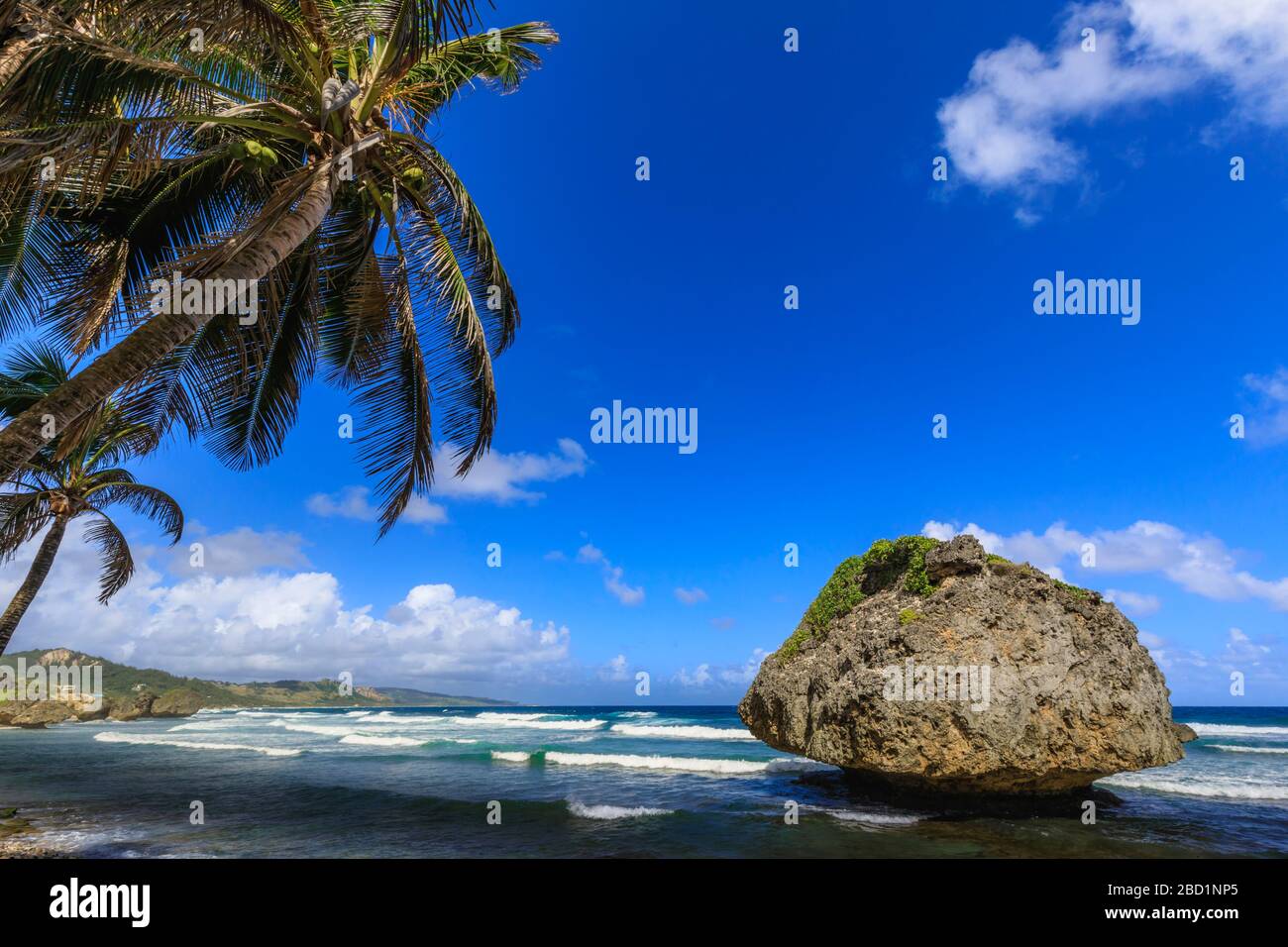 Bathsheba, Mushroom rock, palmier balayé par le vent, vagues de l'Atlantique, côte est sauvage, Barbade, îles Windward, Antilles, Caraïbes, Amérique centrale Banque D'Images