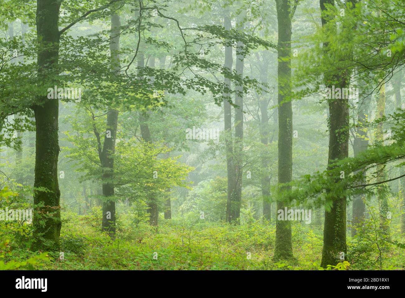 Bois caduques par jour de pluie malteuse, Cornwall, Angleterre, Royaume-Uni, Europe Banque D'Images