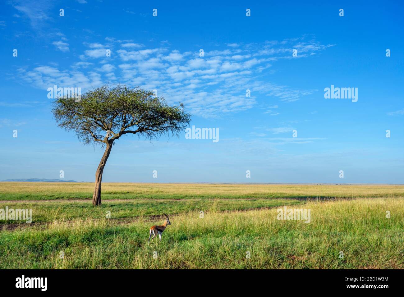 Gazelle de Thomson (Eudorcas thomsonii) dans un paysage africain, réserve nationale de Masai Mara, Kenya, Afrique de l'est Banque D'Images