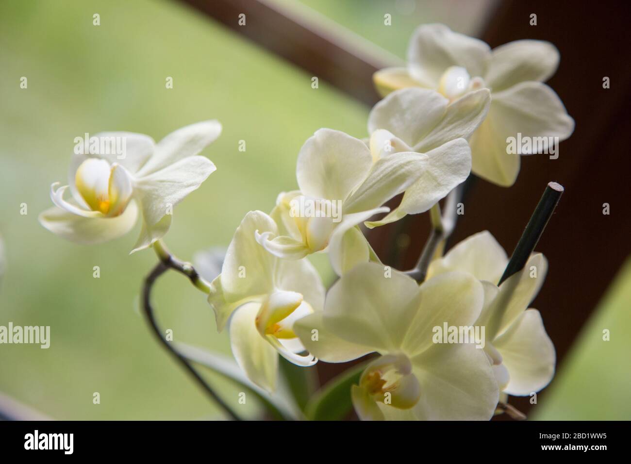 orchidée jaune pâle, orchidée sur le rebord de la fenêtre de la cuisine Banque D'Images