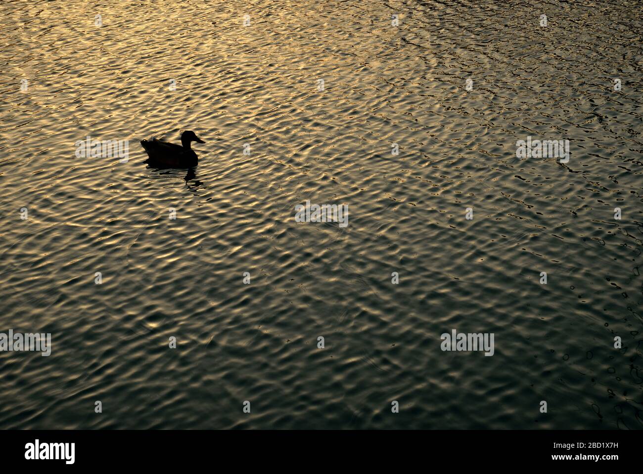 Silhouette d'un canard sur l'eau au coucher du soleil avec des ondulations dorées Banque D'Images