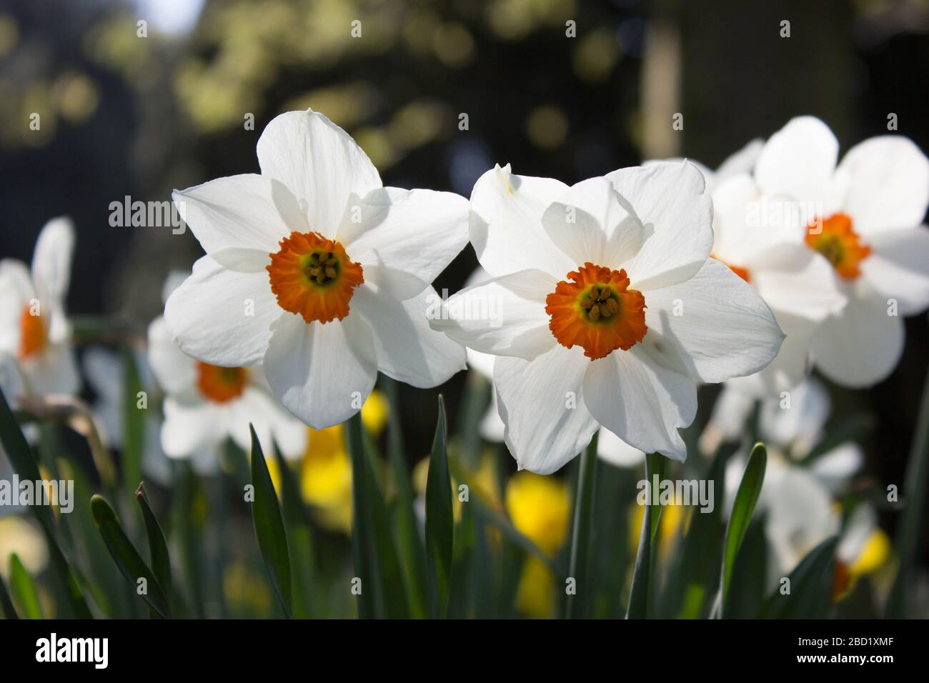 Un groupe de jonquilles de Browning Barrett sur un fond flou dans les jardins du parc Langley, Loddon, Norfolk Banque D'Images