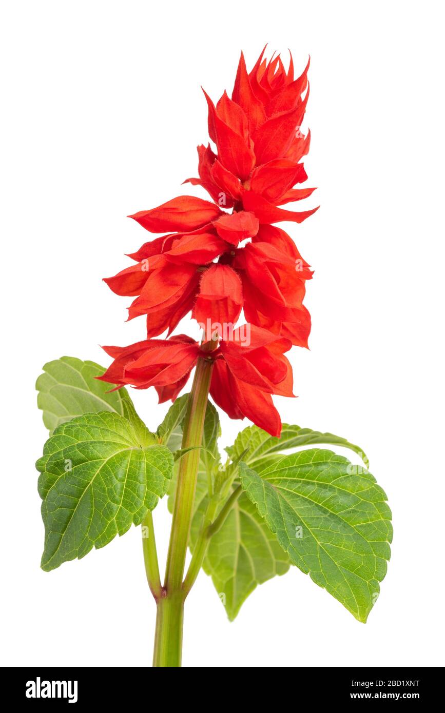 Salvia splendens flower isolated on white background Banque D'Images Salvia splendens flower isolated on white background Banque D'Images