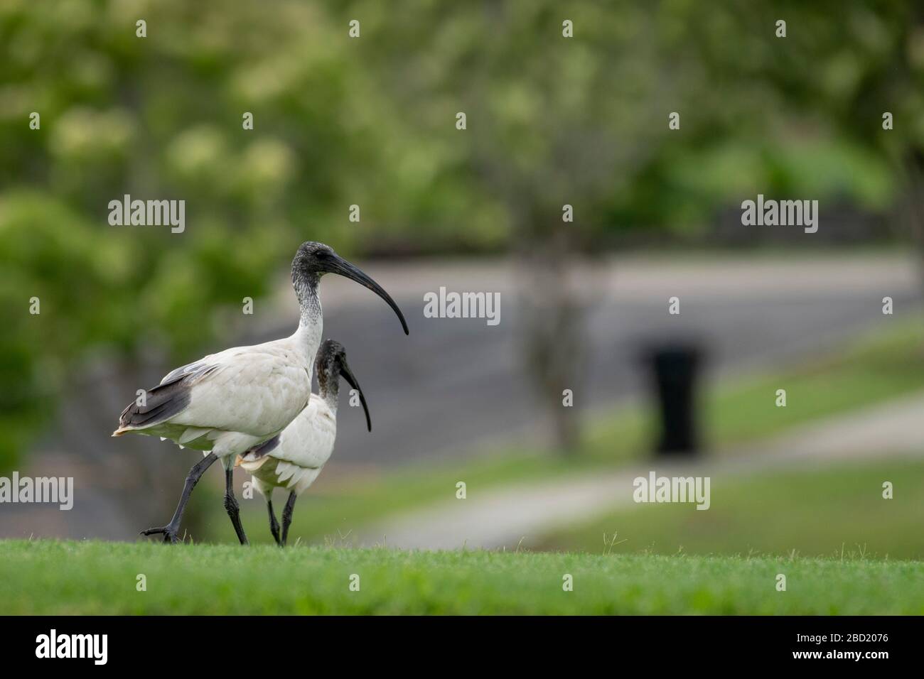 Deux Ibis blanc australien (Threskiornis molucca), un oiseau connu sous le nom de « poulet à la poubelle », marchant sur le terrain de cricket de l'école, Brisbane, Queensland, Australie. Banque D'Images