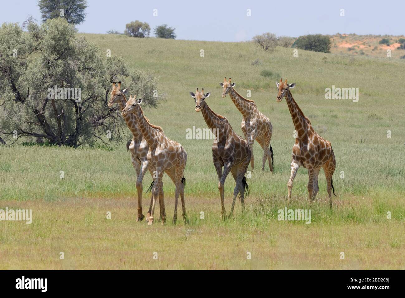 Girafes sud-africaines (Giraffa camelopardalis giraffa), troupeau de jeunes, marchant, Parc transfrontière de Kgalagadi, Cap Nord, Afrique du Sud, Afrique Banque D'Images