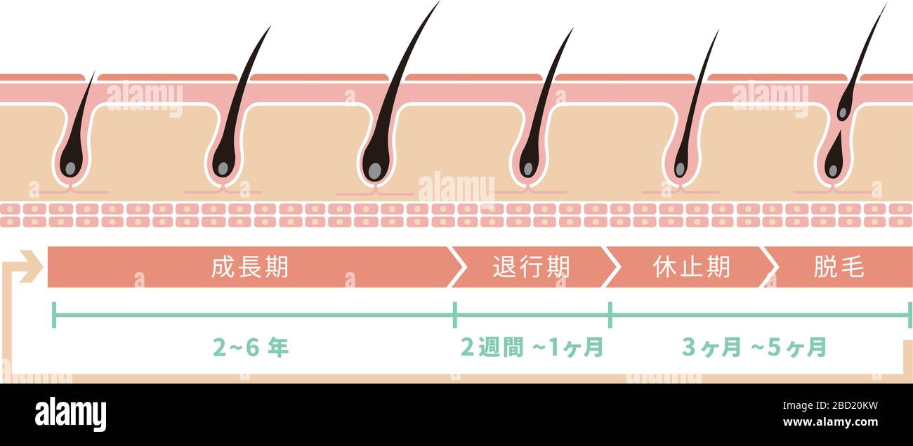 Illustration du cycle de cheveux normal Illustration de Vecteur