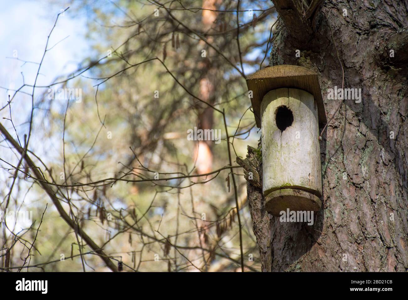Maison d'oiseaux en bois accrochée à un arbre dans une forêt Banque D'Images