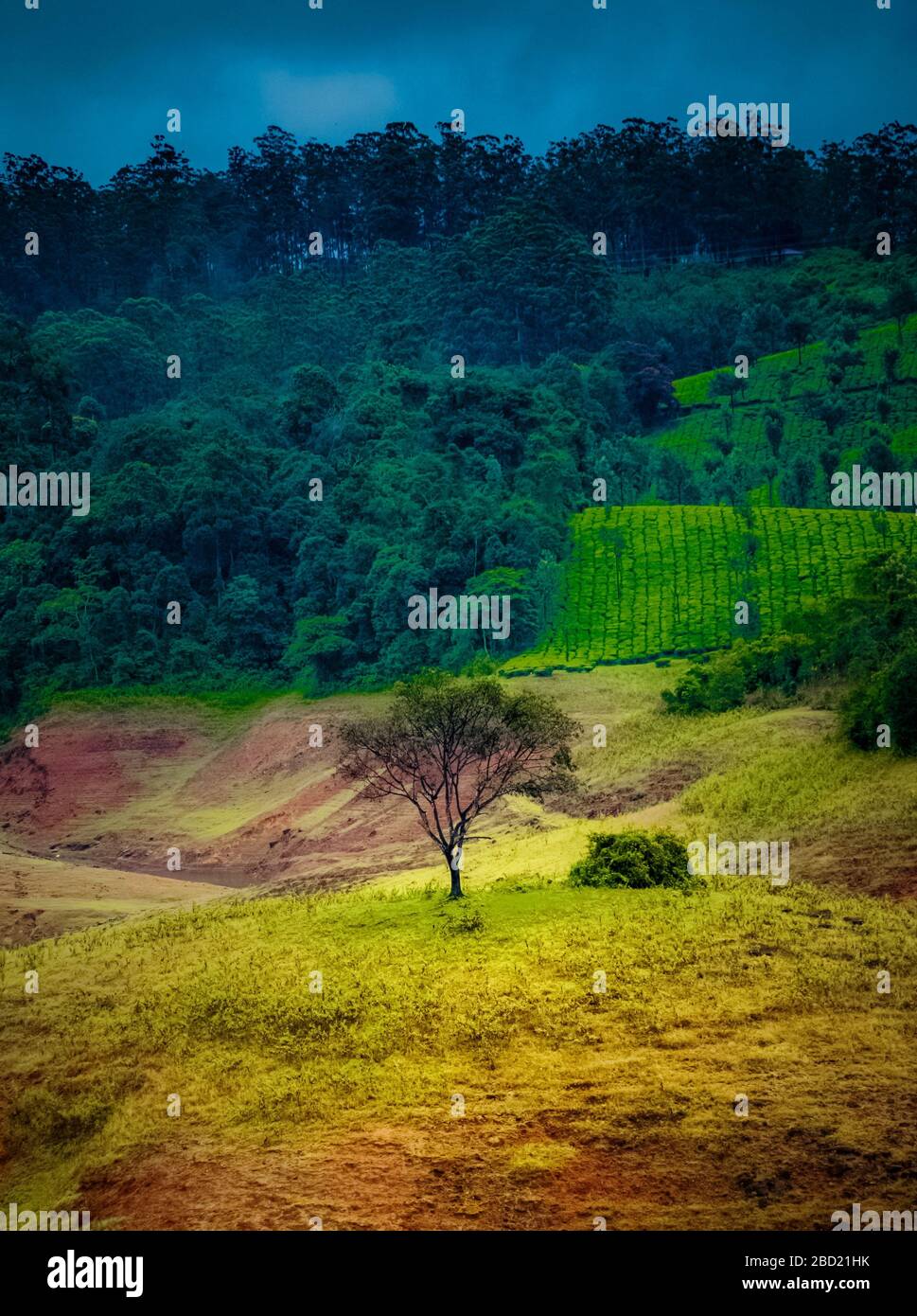 Valparai paysage .Solo arbre au centre de l'absence et arrière-plan verdish thé domaine colline. De belles plantations de thé vertes du sud de l'Inde, Tamilnadu Banque D'Images