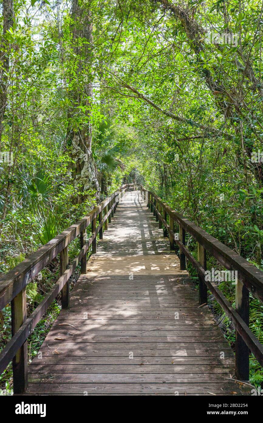 Promenade, Everglades, Floride Banque D'Images