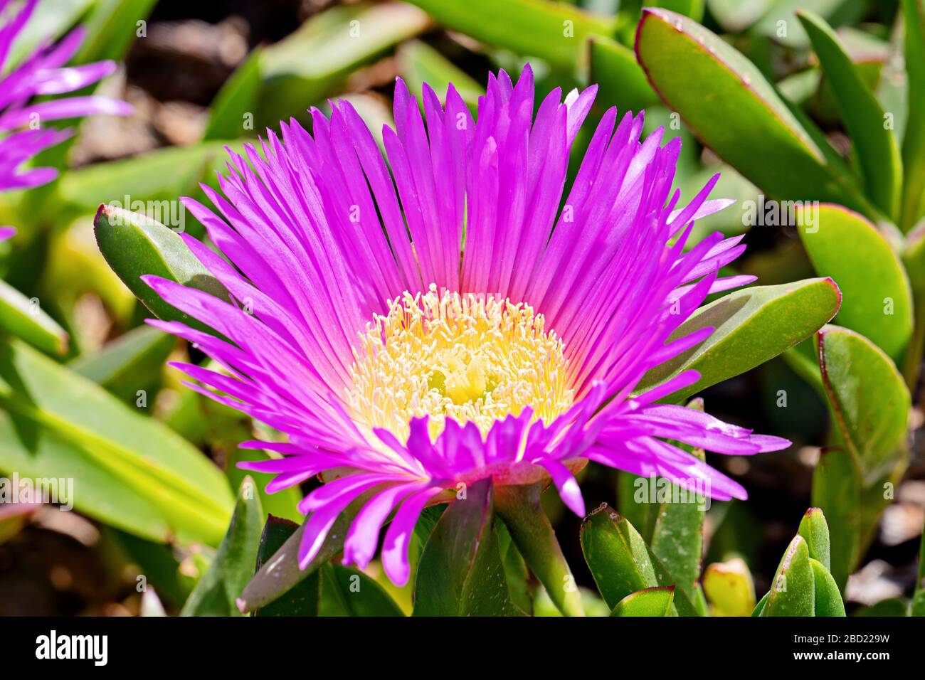 Gros plan fleurs fleuries de Carpobrotus chilensis sur les dunes de sable plante succulente typique pour les zones subtropicales Banque D'Images