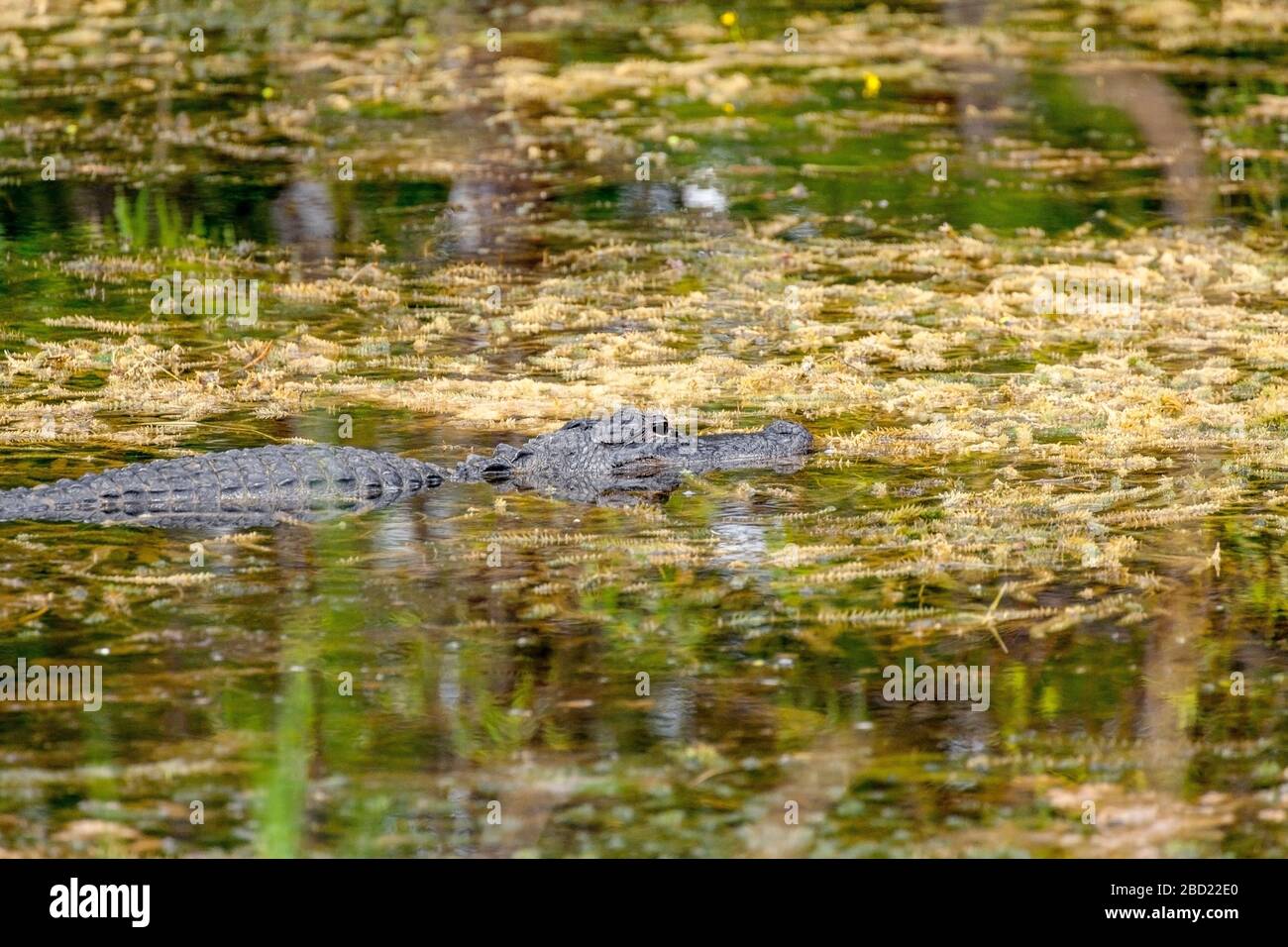 Crocodile, Everglades, Floride Banque D'Images