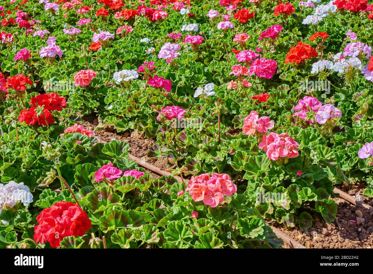 Flowerbed avec des fleurs colorées de géraniums en rayons du soleil. Fond floral, mise au point sélective, lumière naturelle du soleil Banque D'Images