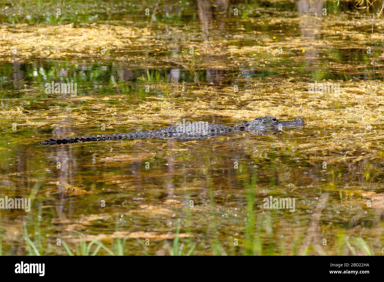Crocodile, Everglades, Floride Banque D'Images