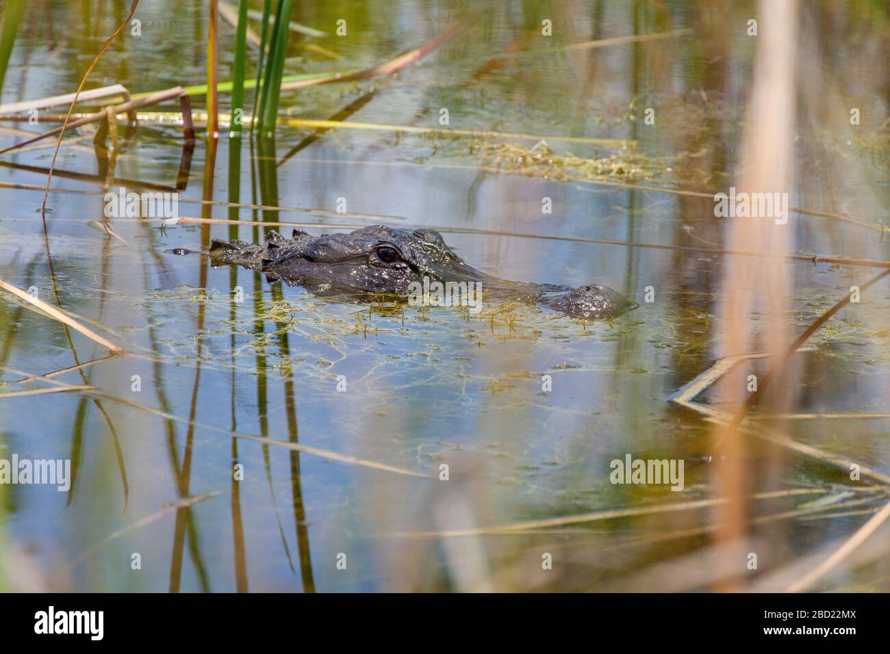 Crocodile, Everglades, Floride Banque D'Images