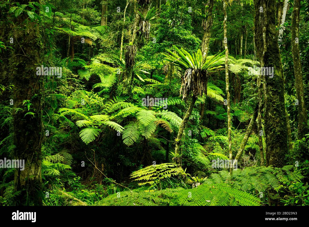 Forêt tropicale dans le parc national des Border Ranges. Banque D'Images