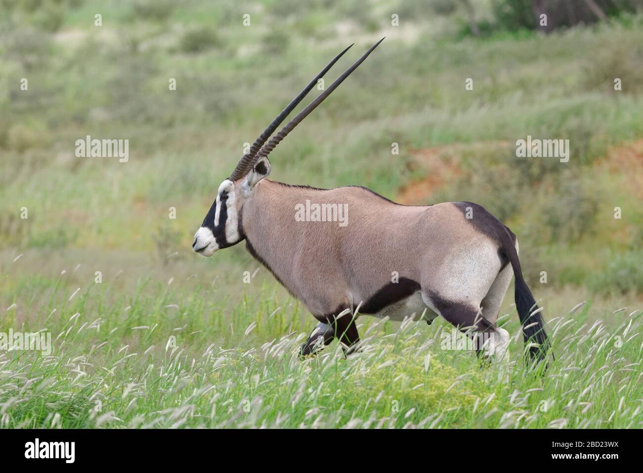 Gemsbok (Oryx gazella), homme adulte, marchant dans la grande herbe, Kgalagadi TransFrontier Park, Northern Cape, Afrique du Sud, Afrique Banque D'Images