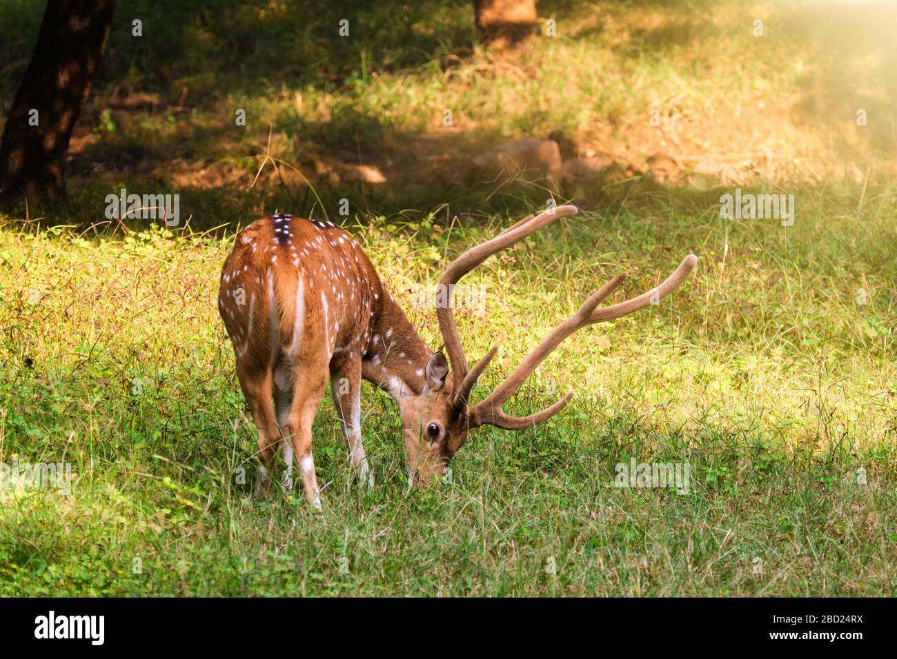 Magnifique cerf chital ou tacheté dans le parc national de Ranthambore, Rajasthan, Inde Banque D'Images