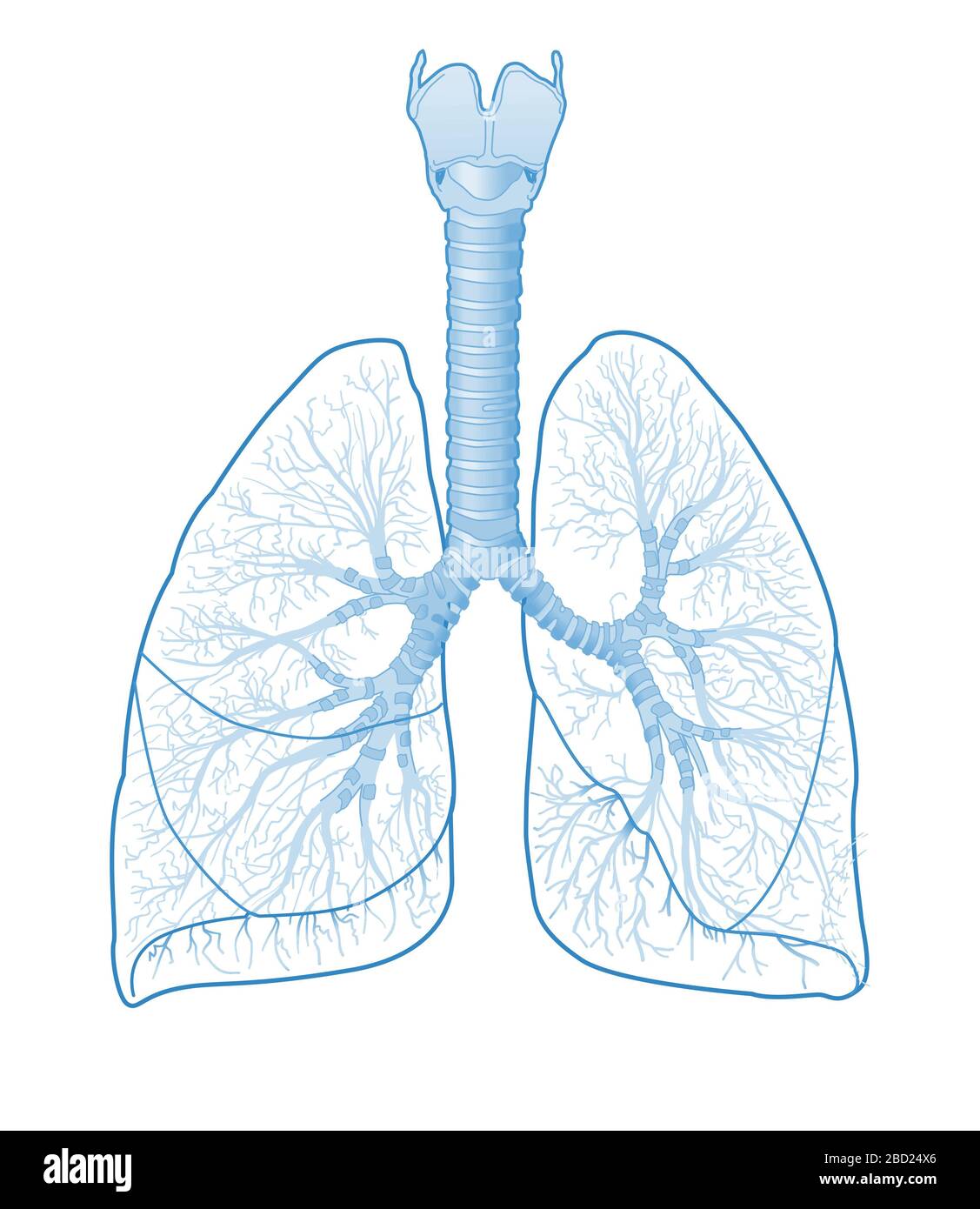 Illustration montrant l'anatomie des poumons humains avec trachée, lobes gauche et droit, br Banque D'Images