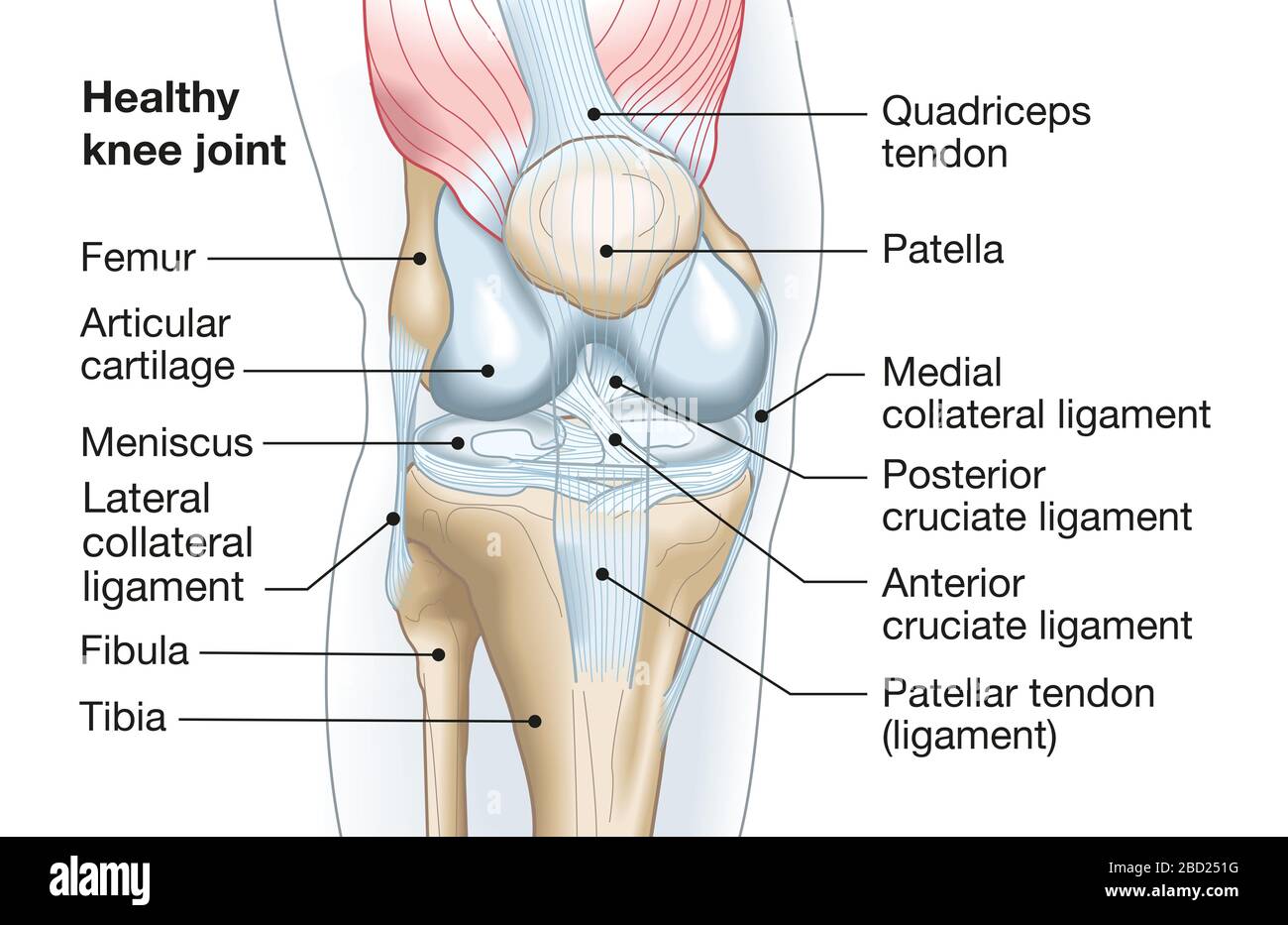 Illustration médicale précise montrant l'articulation du genou avec les ligaments, le ménisque, le cartilage articulaire, le fémur et le tibia. Banque D'Images