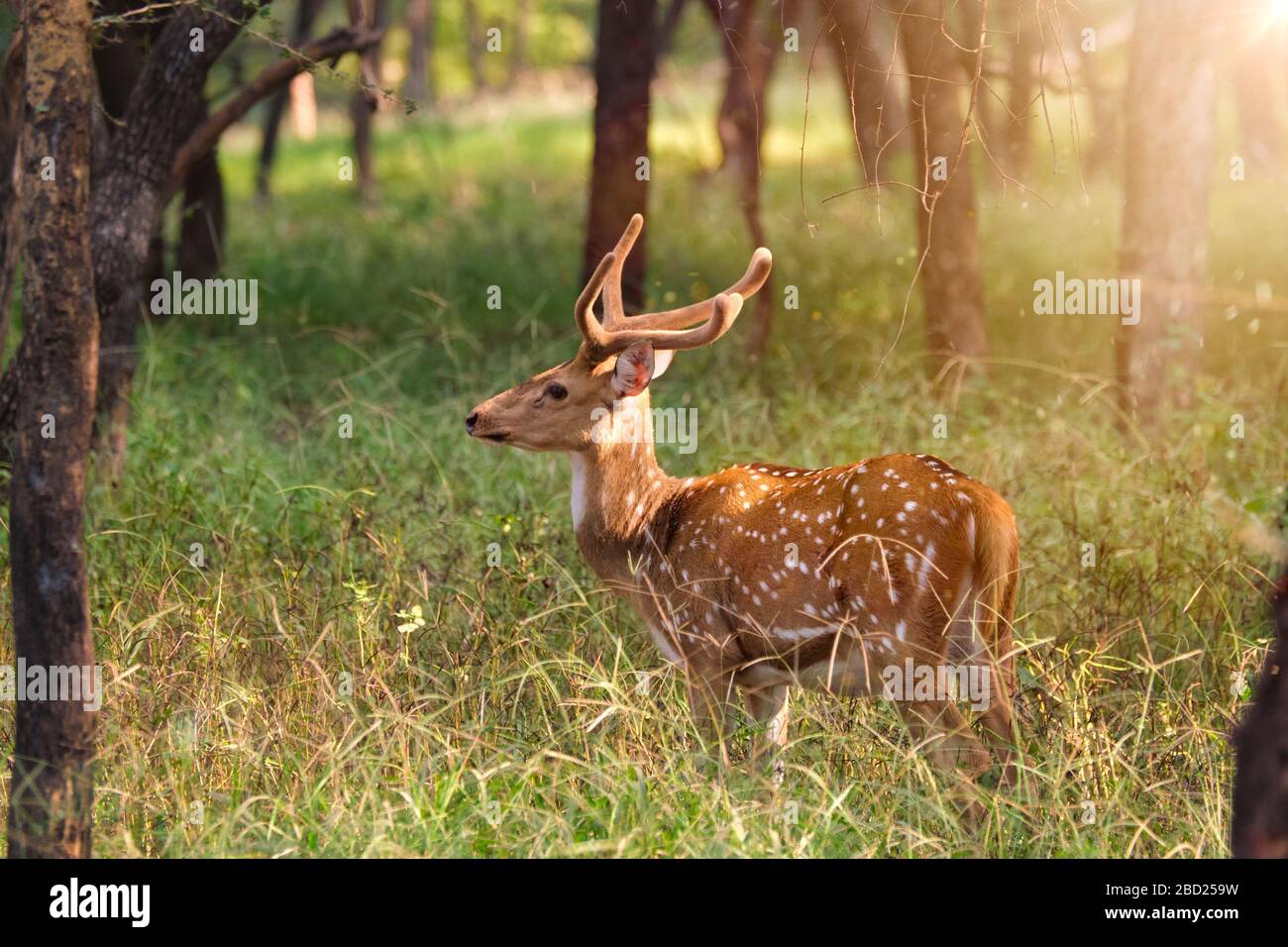 Magnifique cerf chital ou tacheté dans le parc national de Ranthambore, Rajasthan, Inde Banque D'Images