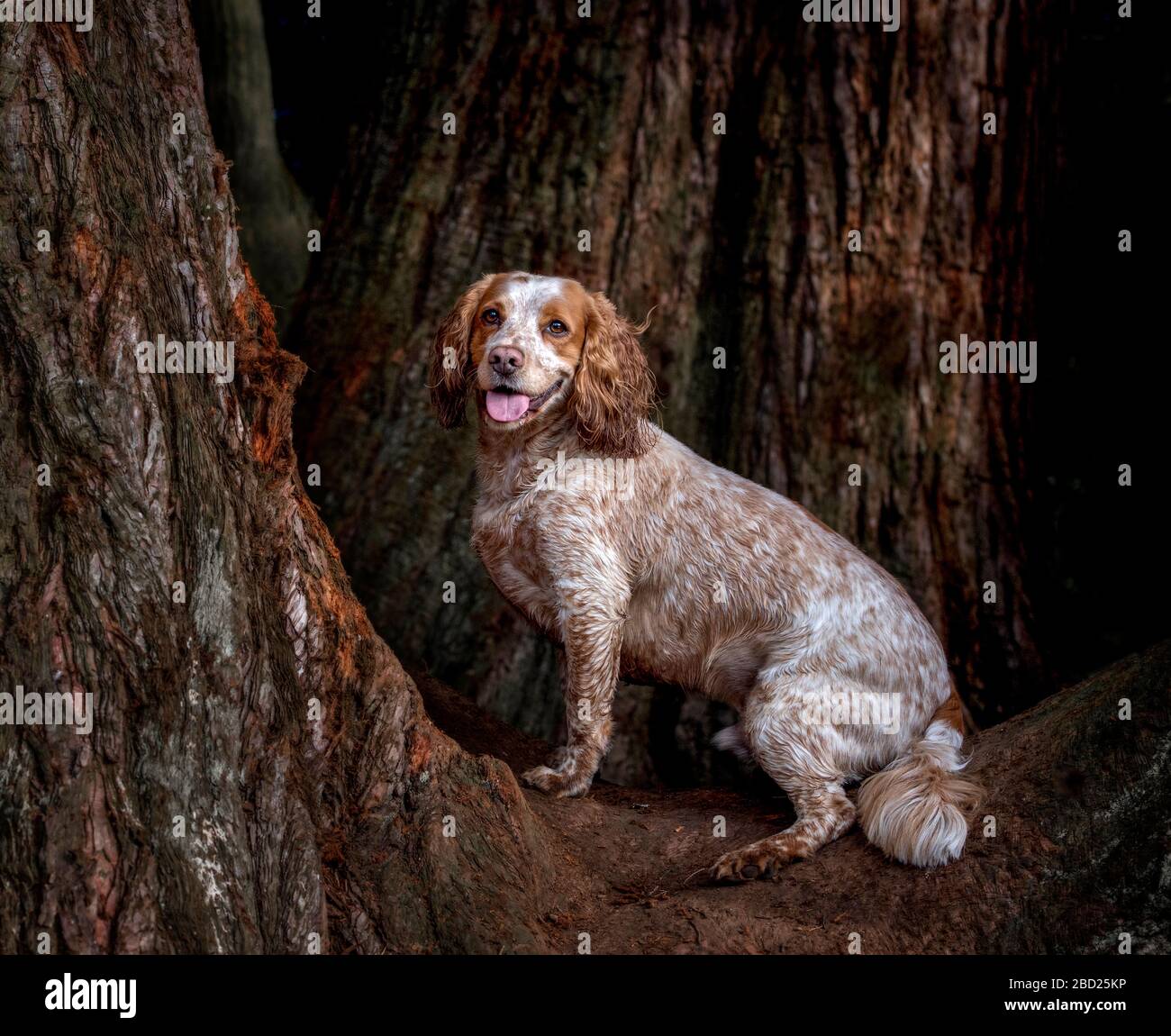 Chien Springer Spaniel assis dans l'arbre Banque D'Images