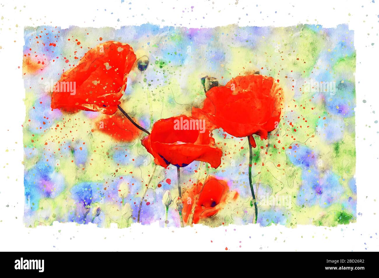 Peinture à l'aquarelle de fleurs de pavot en fleurs en été. Cadre avec des points. Banque D'Images