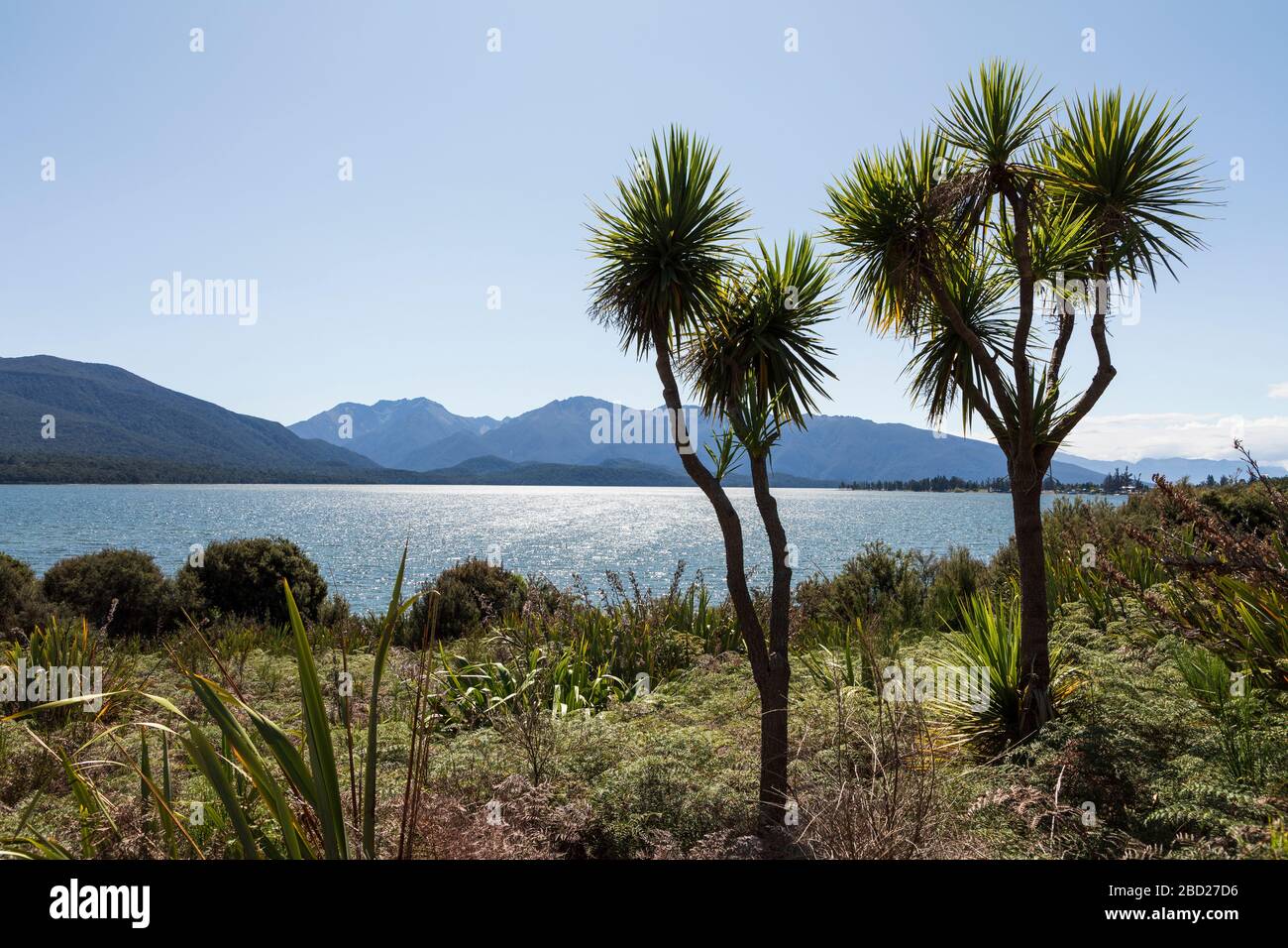 Les choux de Nouvelle-Zélande qui poussent à côté du lac te Anau, parc national de Fiordland, île du Sud, Nouvelle-Zélande Banque D'Images